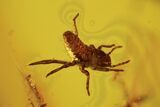 Several Fossil Aphids (Sternorrhyncha) In Baltic Amber #87199-2